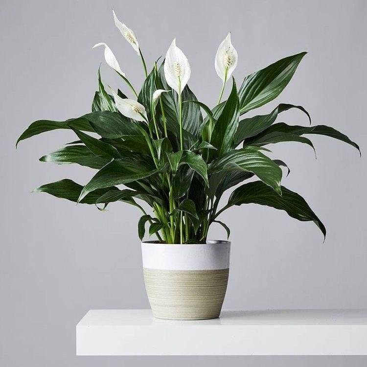 Spathiphyllum (Fleur de Lune)