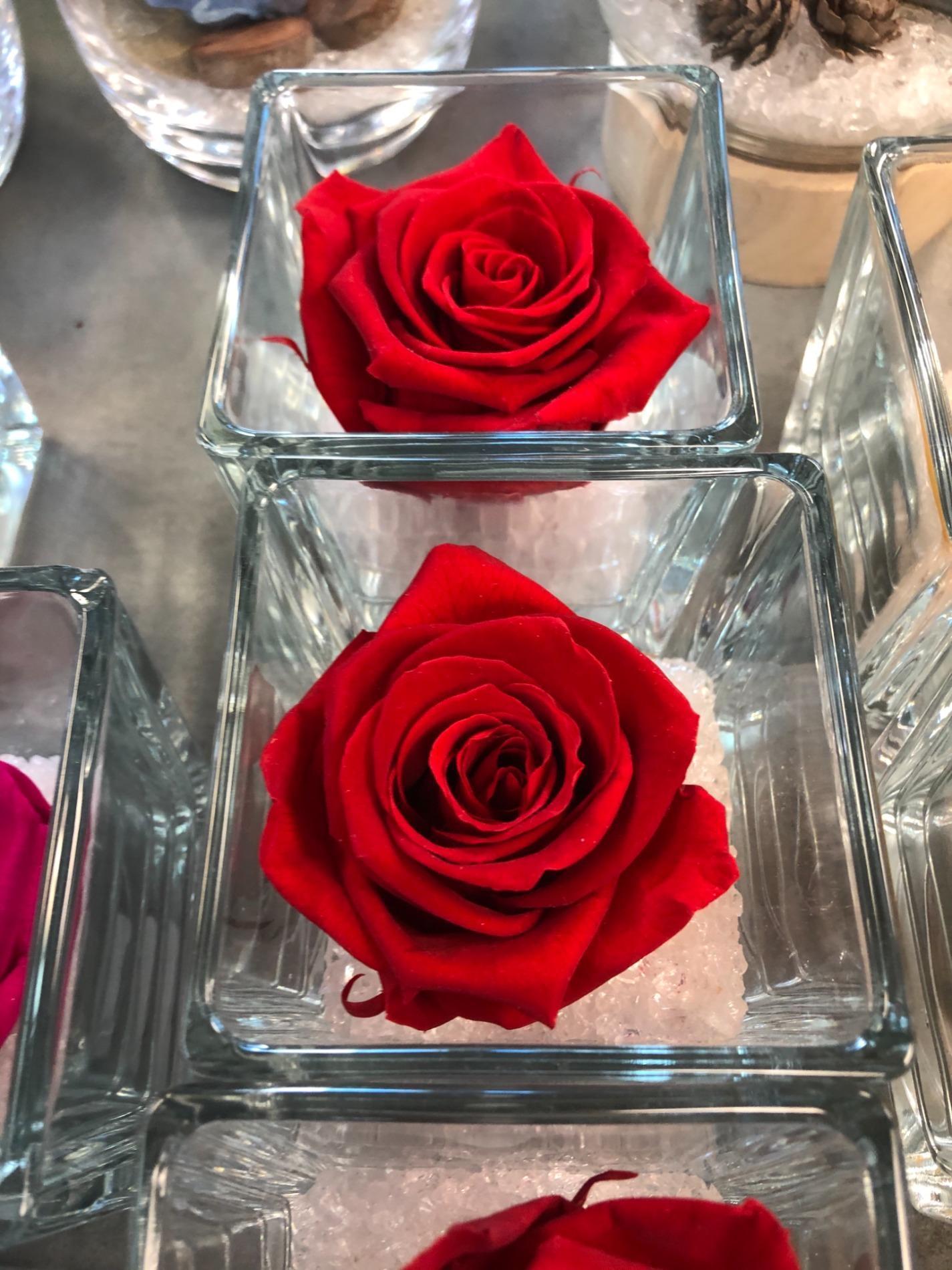 Petite rose éternelle