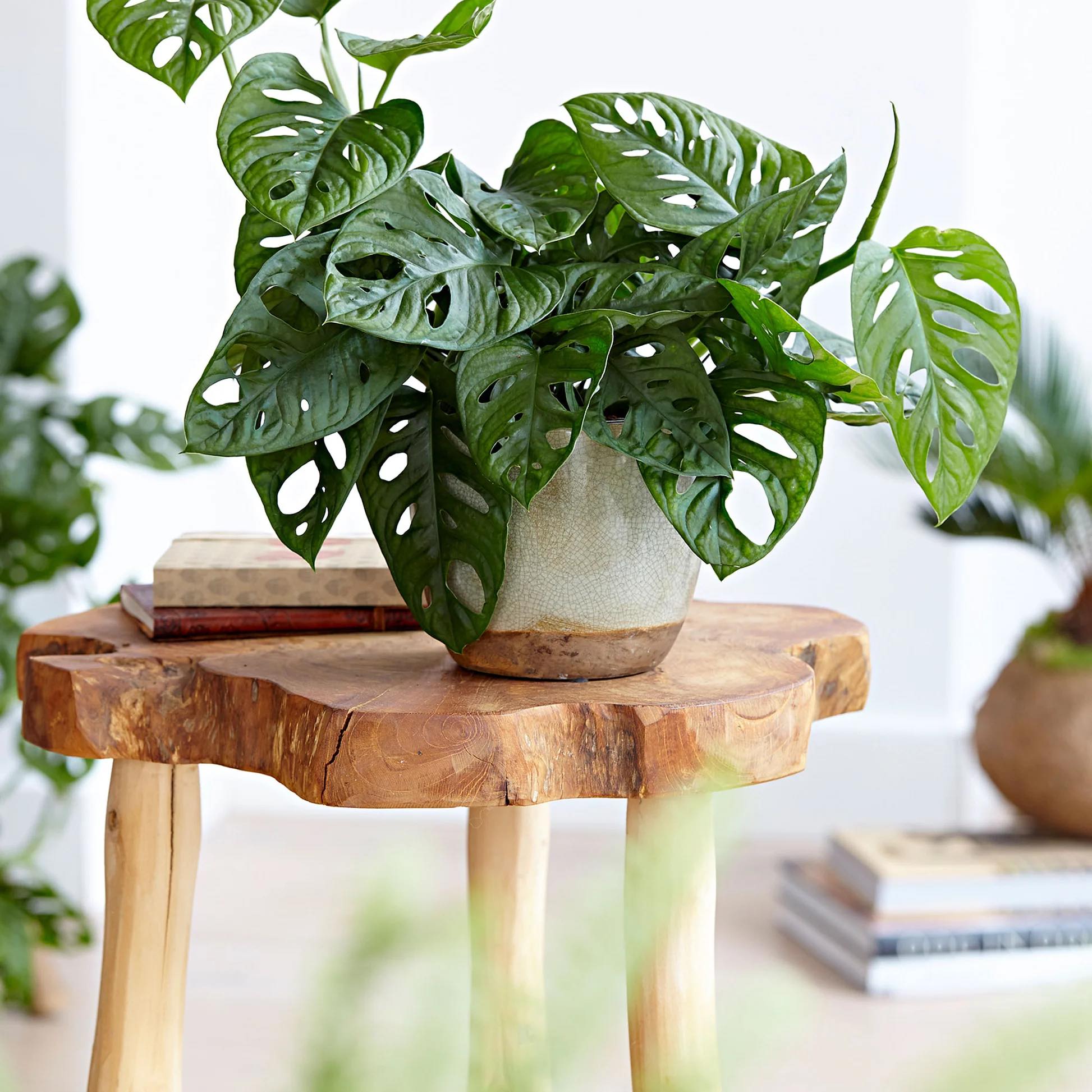 Monstera monkey mask
