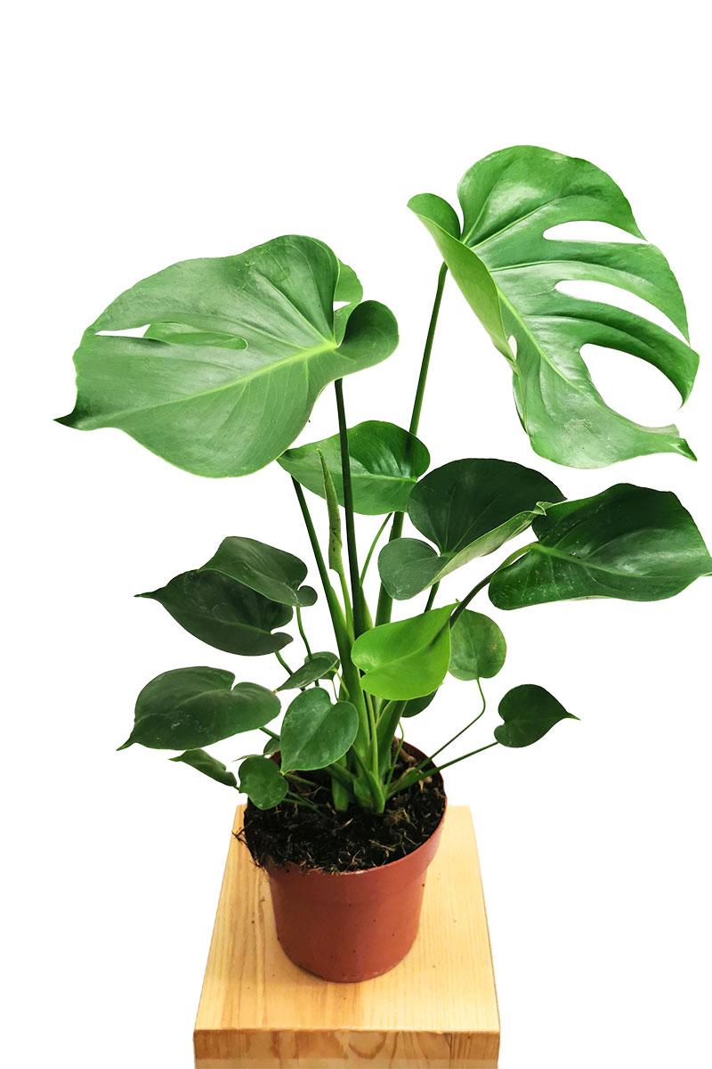 Monstera deliciosa