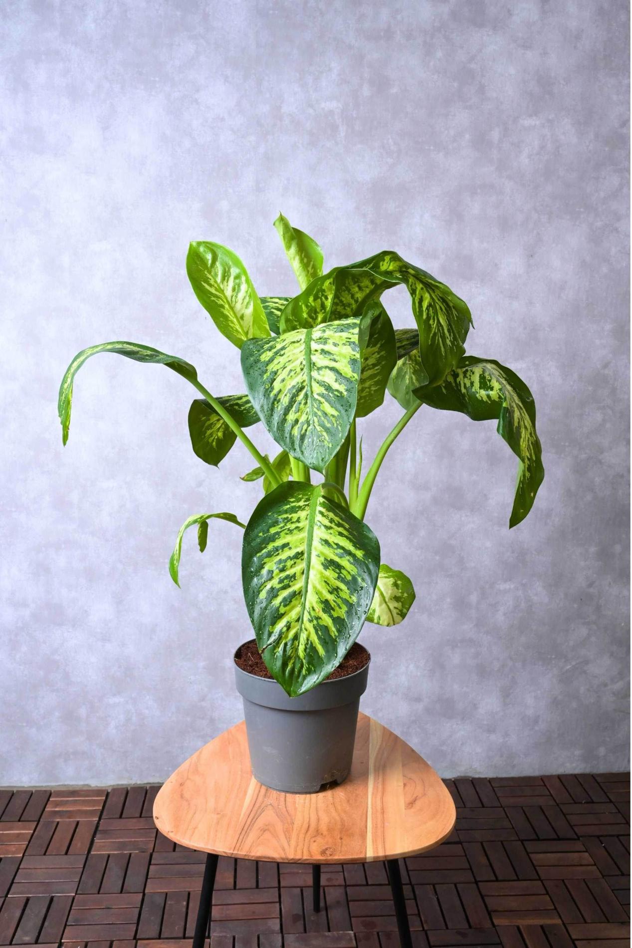 Dieffenbachia