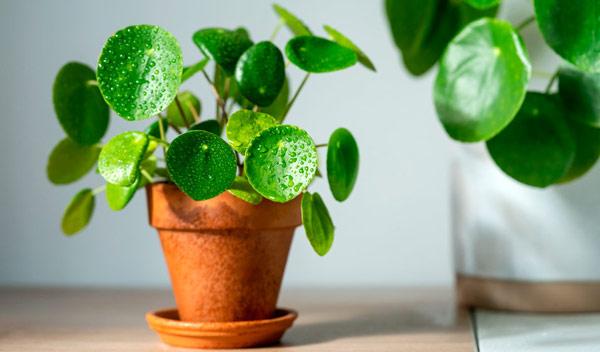 Pilea