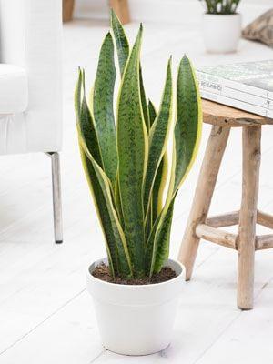 Sansevieria Langue de belle mère
