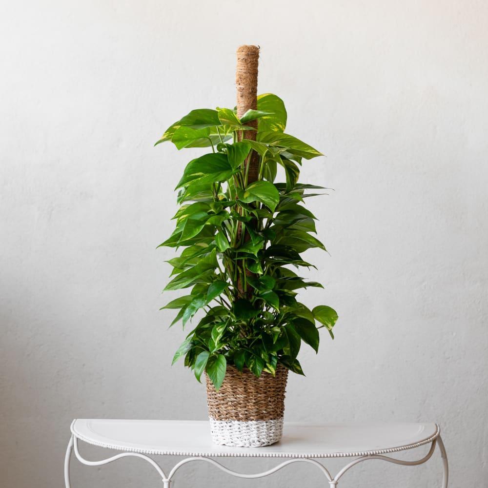 Pothos hauteur