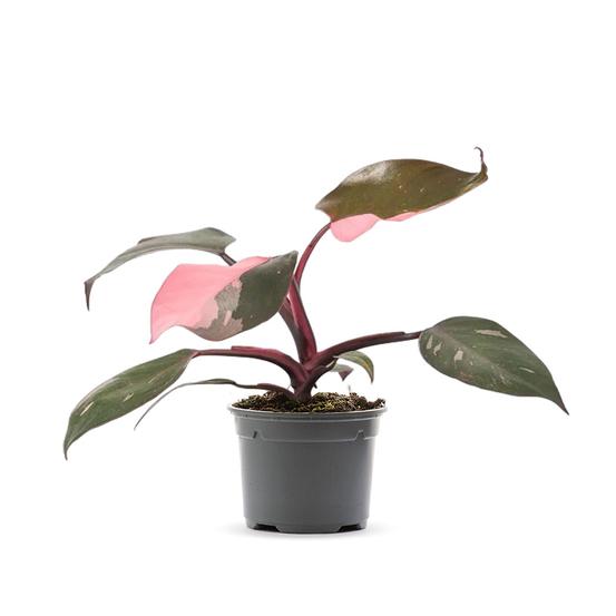 Philodendron Pink Princess