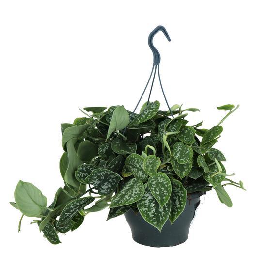 Scindapsus pothos tacheté