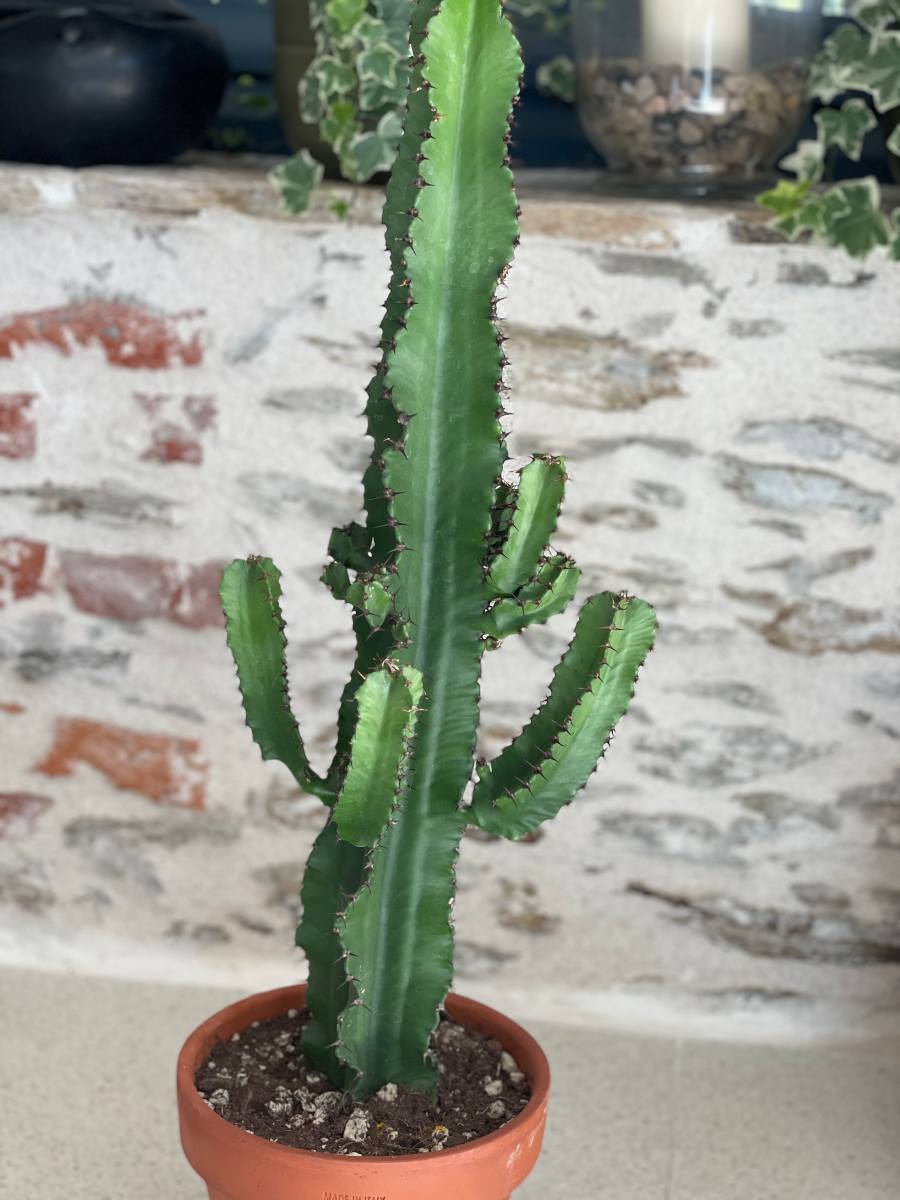 Cactus Euphorbe